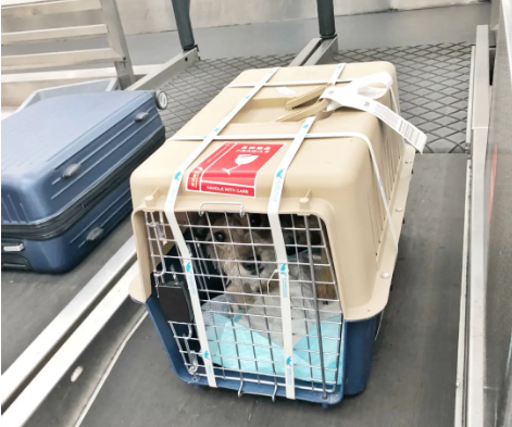 青岛宠物托运 宠物托运公司 机场宠物托运 宠物空运